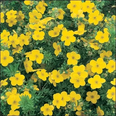 Quelle est cette fleur ?