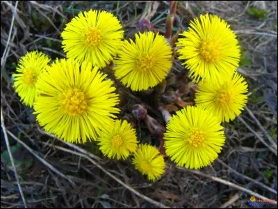 Quelle est cette fleur ?
