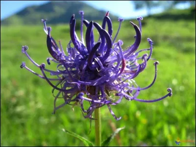 Quelle est cette fleur ?