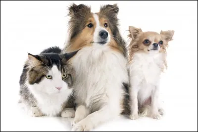 Qui a le plus d'animaux ?