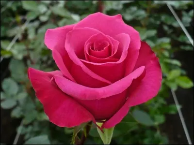 Quelle est cette fleur de mon jardin ?