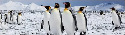 En 2006/07, deux manchots, l'un fan de surf, l'autre fan de claquettes, sont les stars de films d'animation.

Mais lequel des deux est "Happy Feet" ?