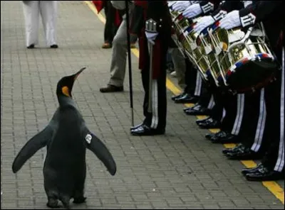 Le manchot de la photo a un nom, Nils Olav, il vit en Ecosse, au zoo d'Edimbourg, et que lui est-il arrivé ?