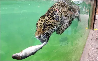 Je suis un félin, mais je suis aussi ...