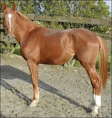 Quelle est la robe de ce cheval ?