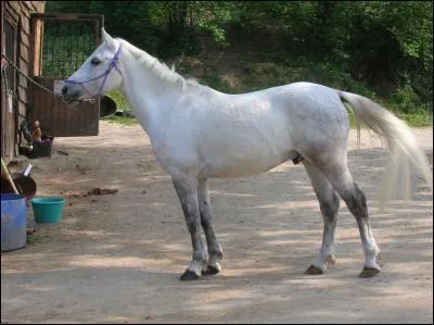 Quelle est la robe de ce cheval ?