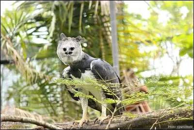 Quel rapace chasse les singes ?