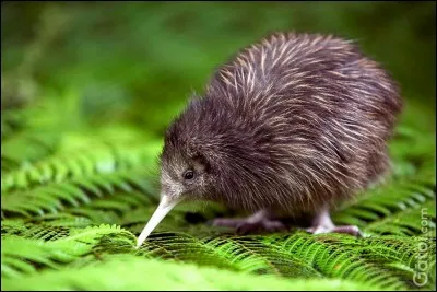 De quel pays d'Océanie le kiwi est-il le symbole ?