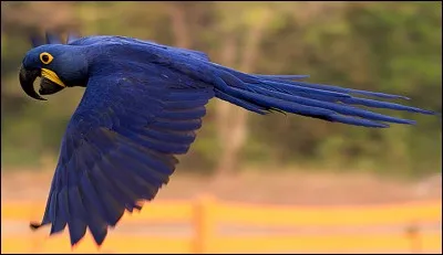 Dans quel pays vit principalement l'ara hyacinthe ?