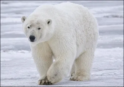 À quel pays fait-on généralement référence avec l'ours polaire ?