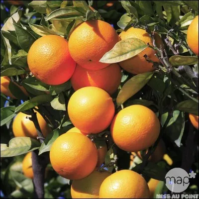 De quel pays est originaire ce fruit ?