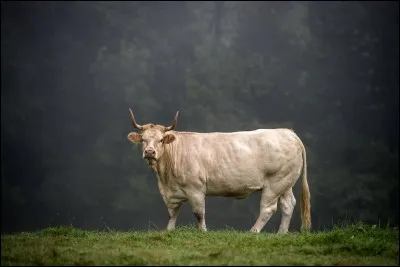 &iquest;Cu&aacute;l es la raza de esta vaca? - Quelle est la race de cette vache ?