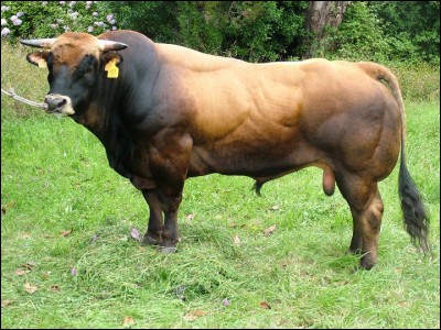 ¿Cuál es la raza de esta vaca? - Quelle est la race de cette vache ?
