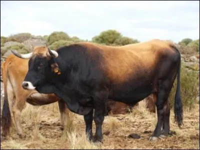 &iquest;Cu&aacute;l es la raza de esta vaca? - Quelle est la race de cette vache ?