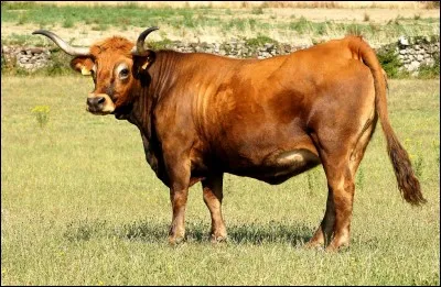&iquest;Cu&aacute;l es la raza de esta vaca? - Quelle est la race de cette vache ?
