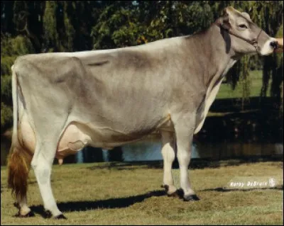 &iquest;Cu&aacute;l es la raza de esta vaca? - Quelle est la race de cette vache ?