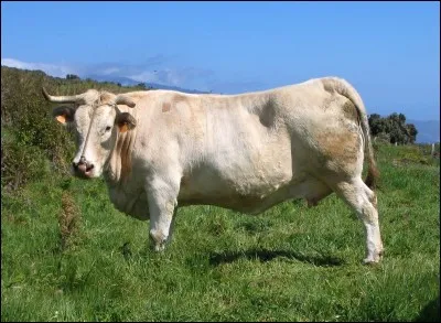 &iquest;Cu&aacute;l es la raza de esta vaca? - Quelle est la race de cette vache ?