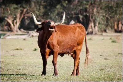 &iquest;Cu&aacute;l es la raza de esta vaca? - Quelle est la race de cette vache ?