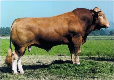 &iquest;Cu&aacute;l es la raza de esta vaca? - Quelle est la race de cette vache ?