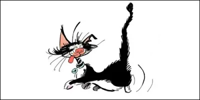 A qui appartient ce chat ?