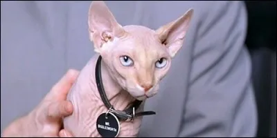 Dans "Austin Powers", Mr. Bigglesworth, appartient à :