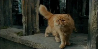 Dans "Harry Potter", Pattenrond est le chat :