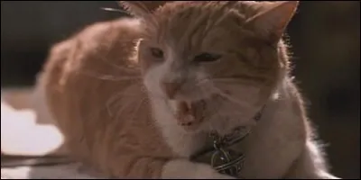 Dans "Men in Black", comment se nomme ce chat qui porte une galaxie autour du cou ?