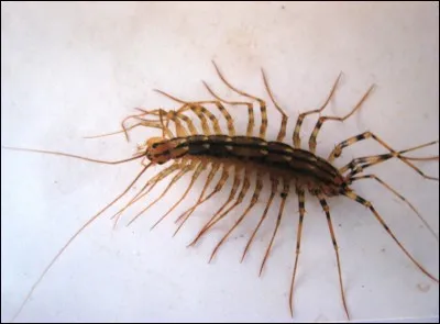 Laquelle de ces femme est l'auteur de "Papa mille pattes" ?