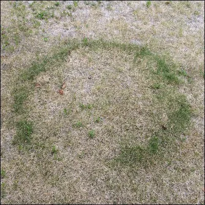 A quoi sont dus les 'cercles de fées' dans les sous-bois et les prés ?