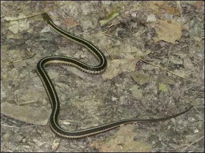 Quelle est la particularité de la méthode d'accouplement de la couleuvre-jarretière du Canada ?