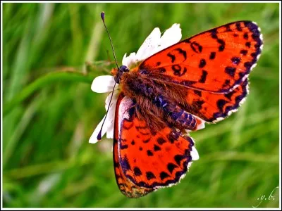 Avec quelle partie de leur corps les papillons goûtent-ils le nectar des fleurs ?