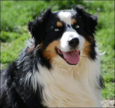 Quelles sont les couleurs des yeux du berger australien ?