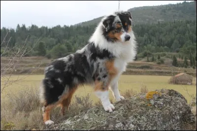 En quelle année le berger australien a-t-il été découvert en Amérique ?