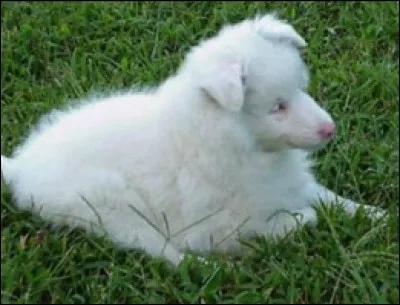Que signifie ''double merle'' pour qualifier un chiot à sa naissance ?