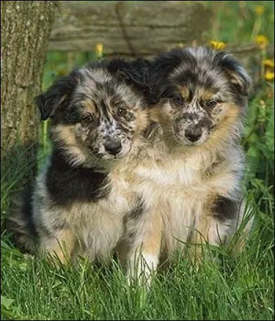 Le berger australien est-il le numéro 1 des Français ?