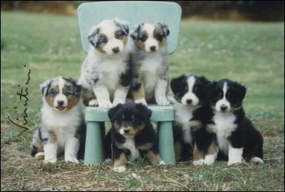 Le berger australien s'adapte-t-il facilement à la vie de famille ?