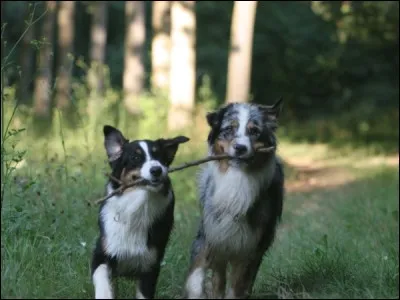 Le berger australien est-il un chasseur ?