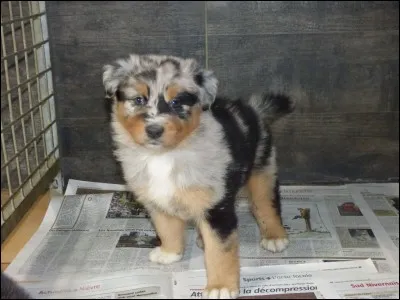 Le berger australien est-il fait pour vivre dans un appartement ?
