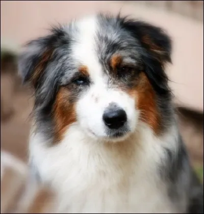 Quelle est l'origine du berger australien ?