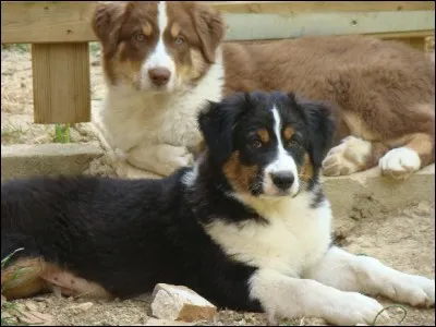 Quelles sont les couleurs du berger australien ?