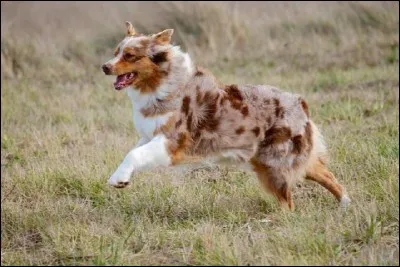 Combien pèse un mâle adulte ?