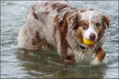 Quelle est la durée journalière nécessaire pour le défoulement du berger australien ?