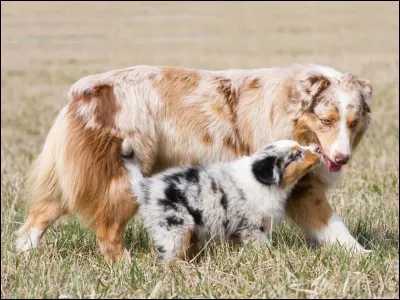 Quelle est la maladie héréditaire du berger australien ?