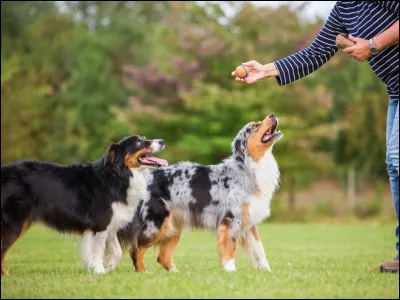 Quel est le comportement du berger australien ?