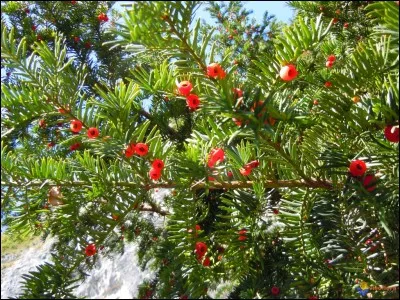 Quel est le point commun entre l'if, les graines de cytise et les baies de gui ?