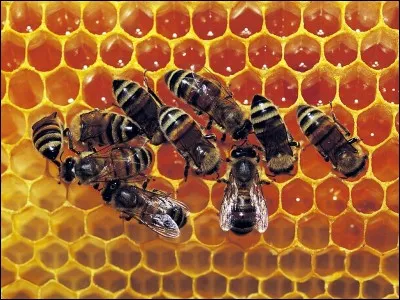 À quoi sert la fumée que les apiculteurs mettent sur les abeilles ?