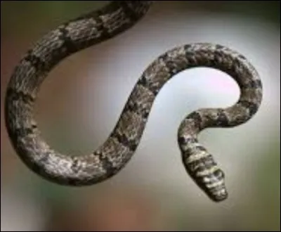 Aimes-tu les serpents ?