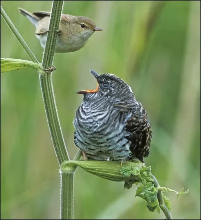À qui doit-on "Le Coucou" ?