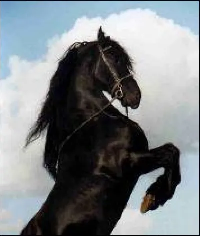 Quelle est cette race ?