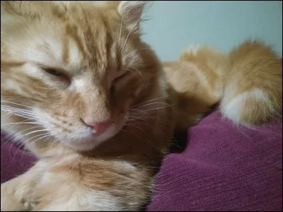 Comment s'appelle son dernier chat ?